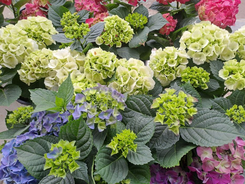 Гортензия голландский