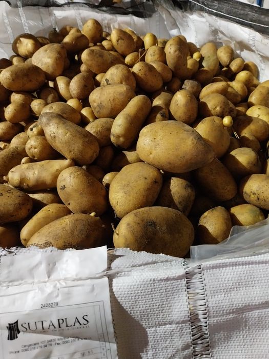 Vând Cartofi consum alb și roz