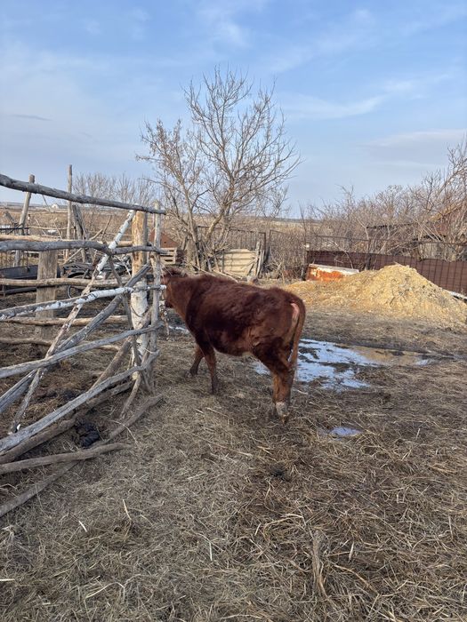 продам телку упитанная