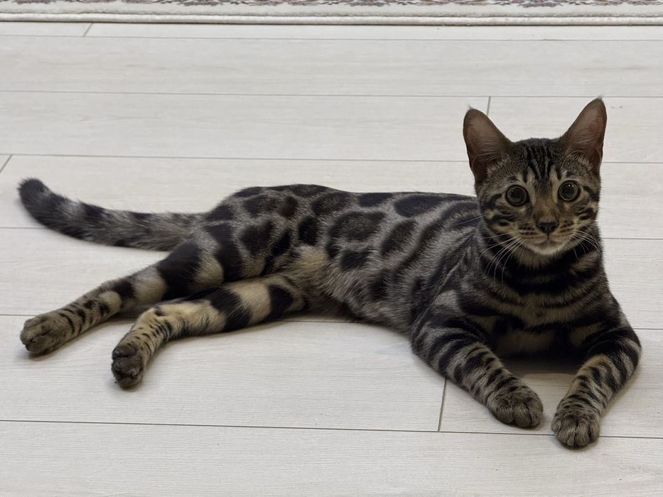 Продам Бенгальского котенка