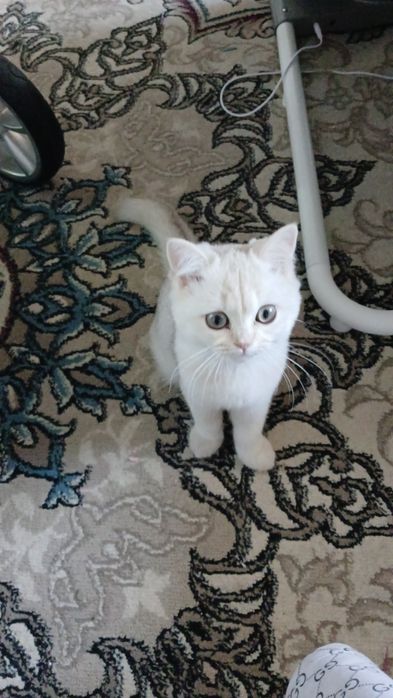 Шиншилла девочка