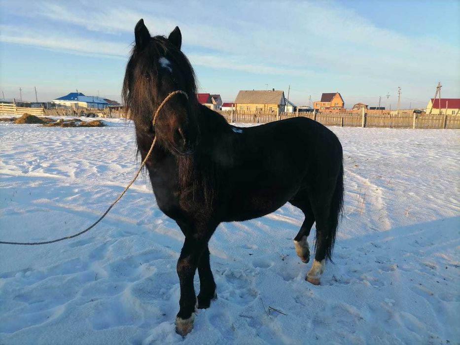 Продам действующего жеребца