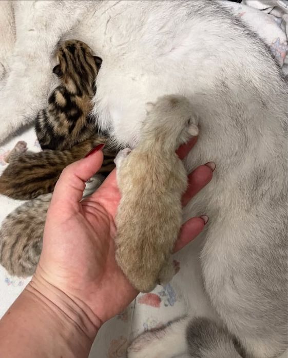 Шотландские котята