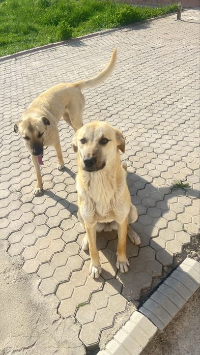 Отдам собачек в добрые руки