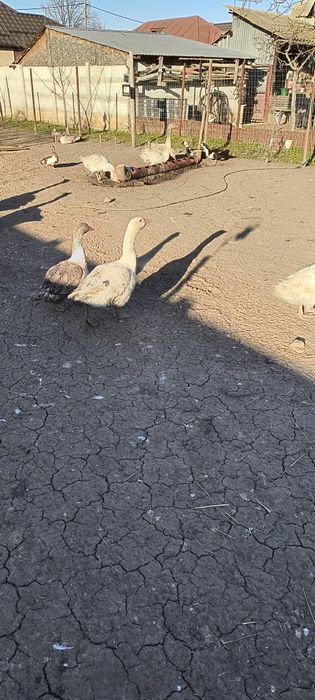 Oua de gasca rasa mare