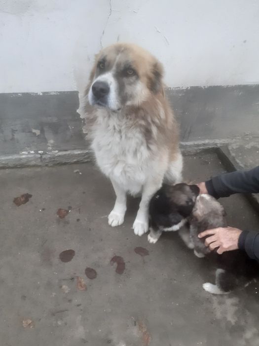 Продам щенки алабая