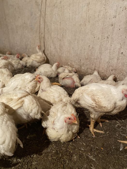 Бройлерные куры жолтые