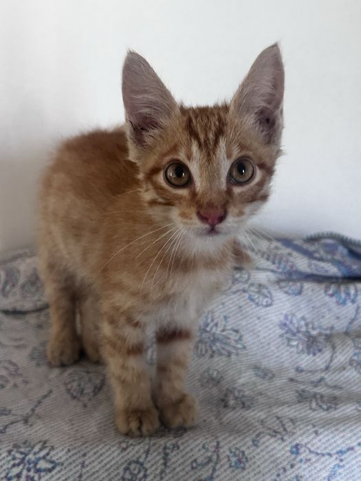 Пристраивается рыжий котенок
