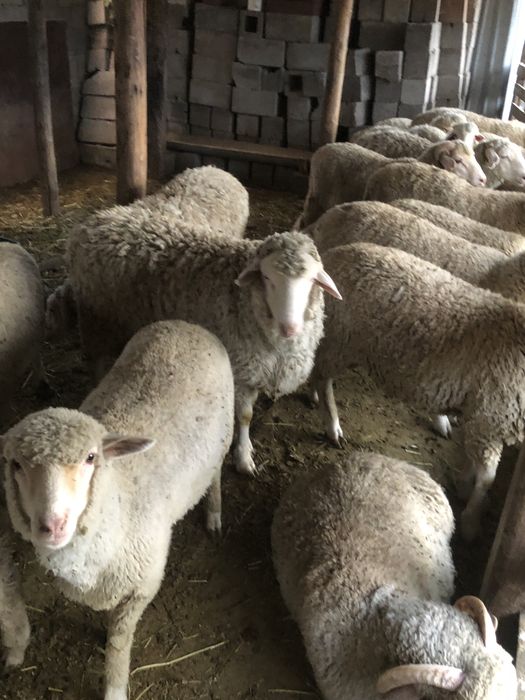 Койлар, Бараны Сатылады БАЙСЕРКЕ