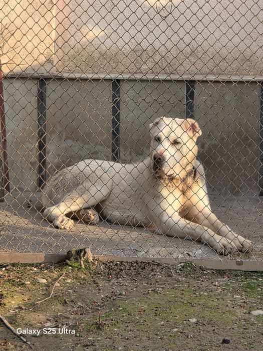 Продам туркменского алабая 10 месяцев