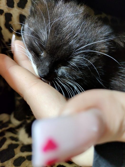 Отдам кошек и котят в добрые руки