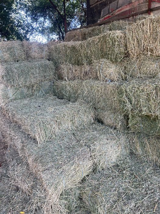 Baloti lucerna prima coasa 20-25 kg