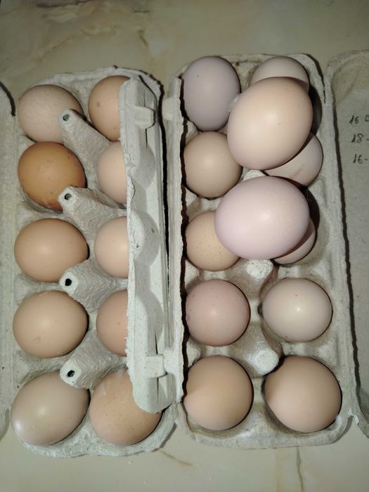 Ouă pentru incubat.