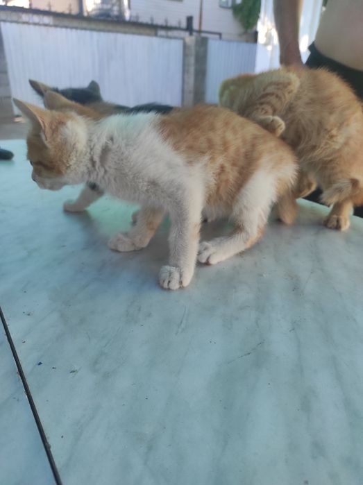 Бесплатно отдам котенка