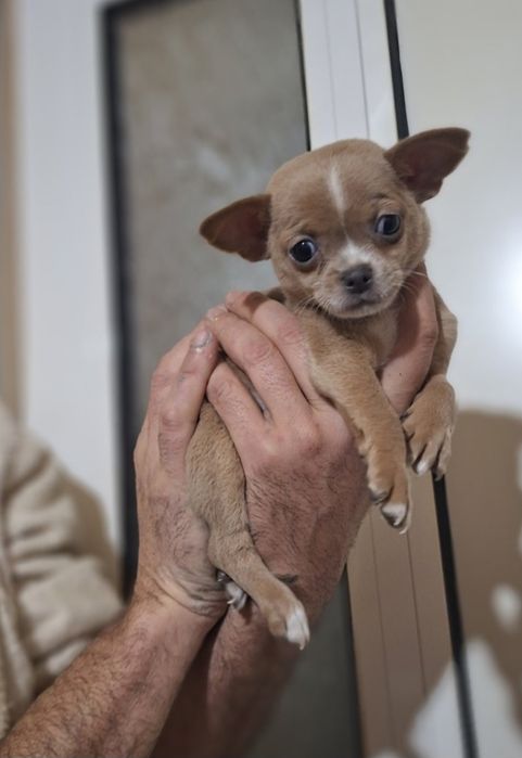 Мини чихуахуа,две момчета и две момичета.