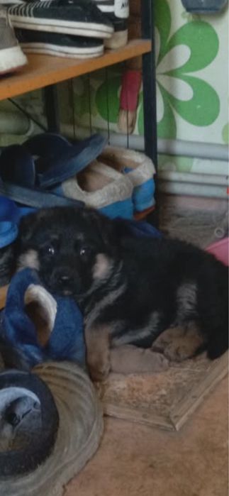 Продаи щенка Немца