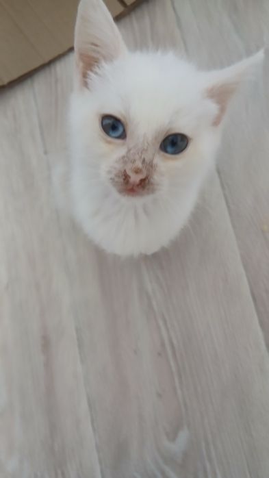 Отдадим котенка в добрые руки