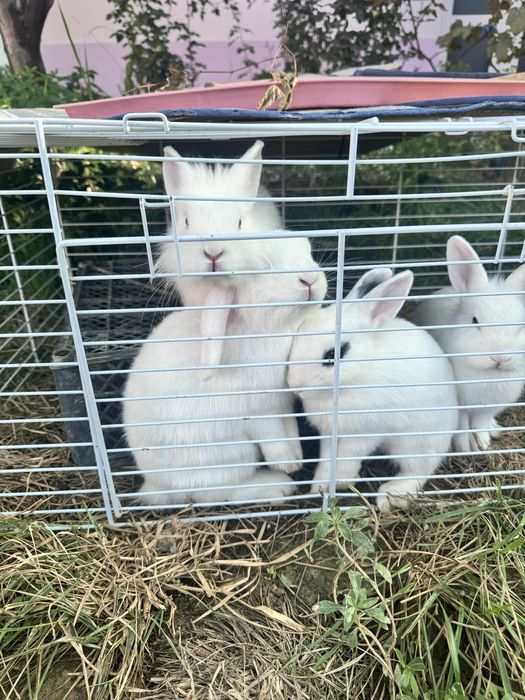 Продаются карликовые кролики / Karlik quyon Sotiladi