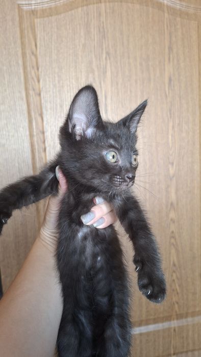 Активные, здоровье котята