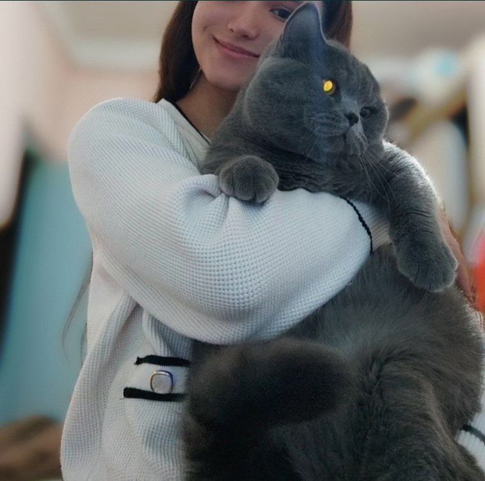 Вязка! Крупный , шикарный,кот породы шотландский скоттиш страйт.