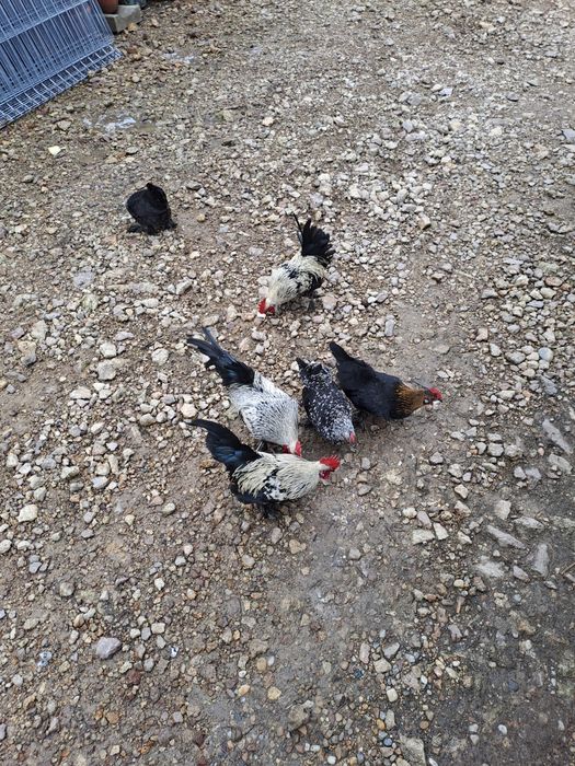 Vând 6 iopani de casă