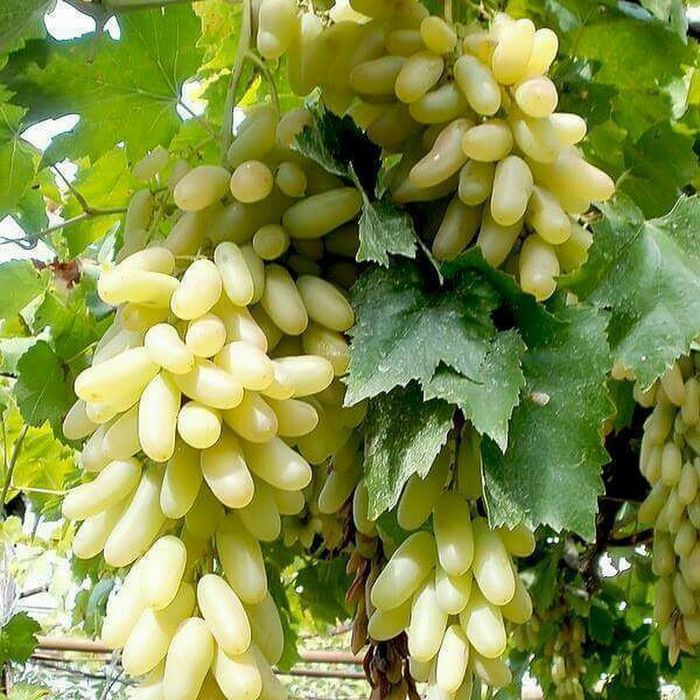 Узум кучатлари хархил сортларидан йитгазиб бериш хизмати билан