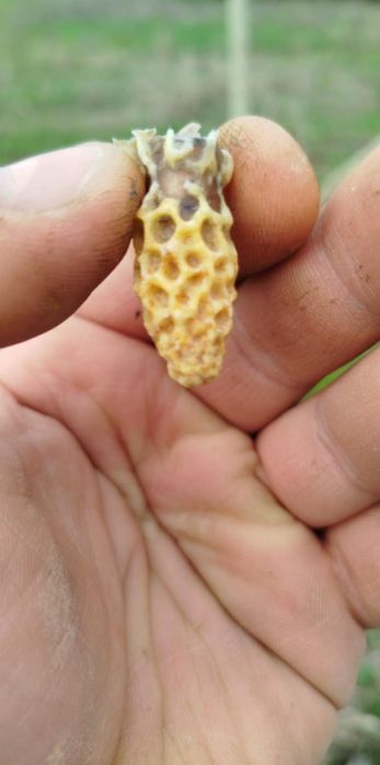 Продавам отводки Дадан блат,Рут,Фарар