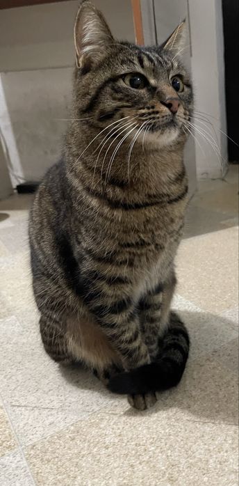 Ласковая кошечка