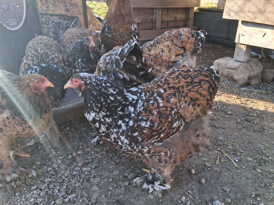 Vând ouă pentru incubat