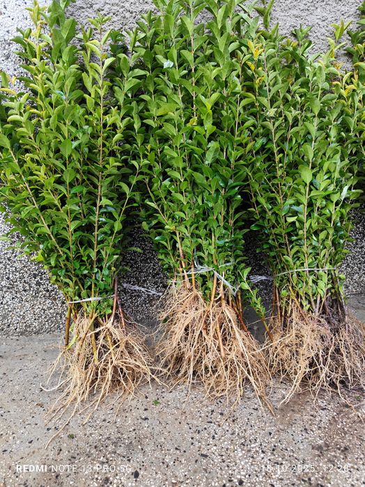 Лигуструм - Жив плет