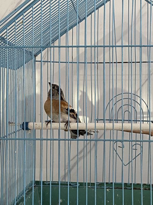 Вьюрок самец и самка