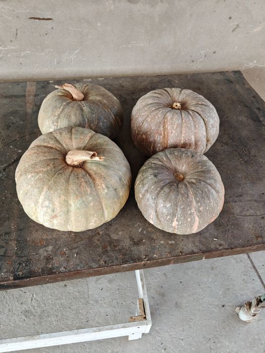 Асқабақ уйдікі 4теу