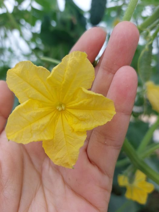 Продается теплица