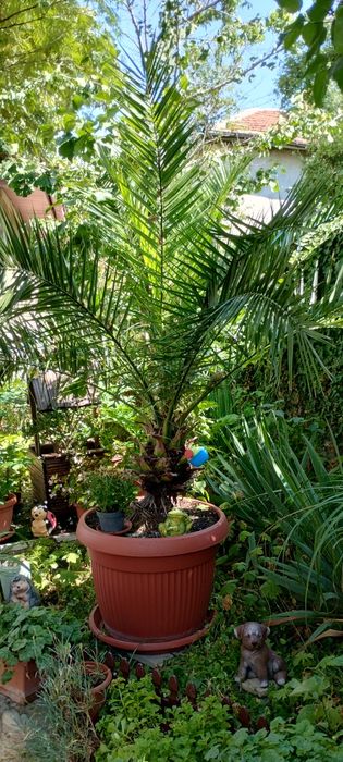 Финикова палма със саксия ф 60