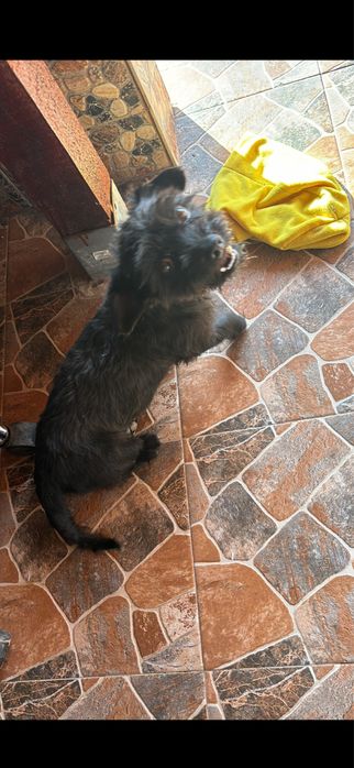 Caine micut adoptie