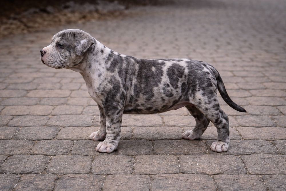 Pui American Bully Merle cu pedigree – canisa Dog Fashion