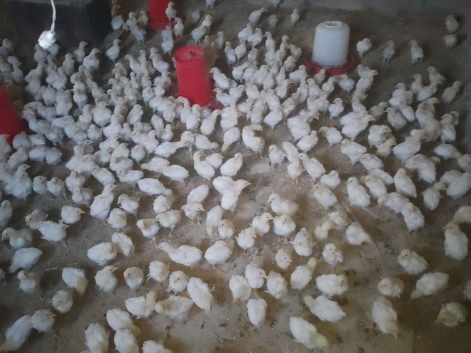 Tovuq joʻjalari sotiladi 1000 dona