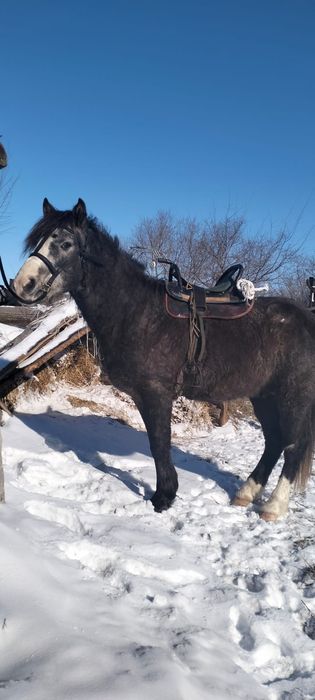 Айғыр-донен сатылады.