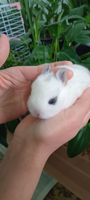 Mitti quyon sotiladi (Katta bo'b ketmidigan)