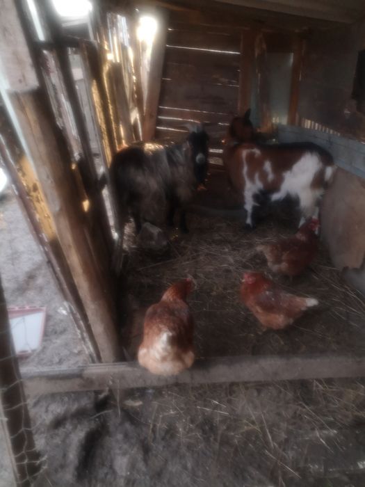 De vanzare tap tanár de un an si capra  tanara