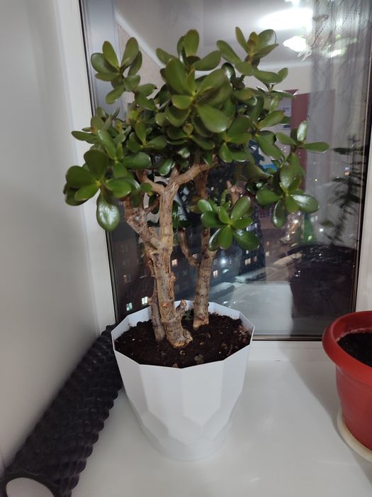 Продам толстянку ( живое дерево)