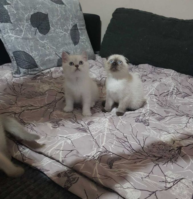 Британска/шотландска сребърна чинчила