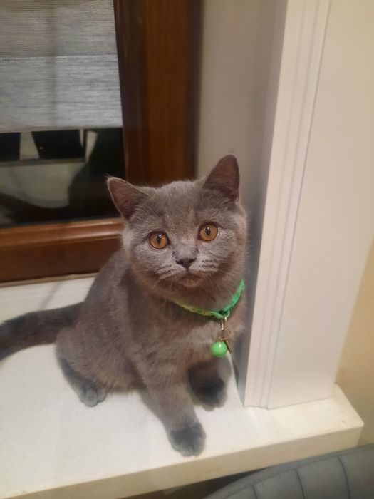 Британская короткошерст котенок