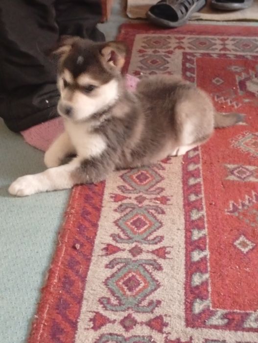 Шинок Хаски продам