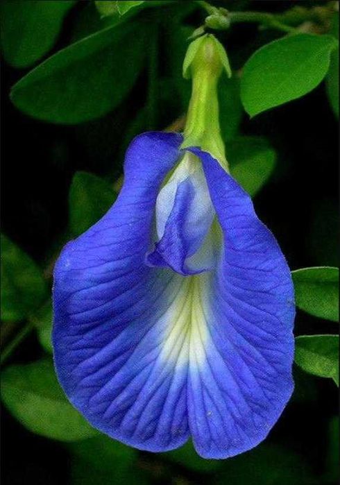 Цвете за Релакс Клитория тернатея – Син пеперуден прах, Clitoria ternatea Tea, Butterfly Pea Tea - 100 грама (в насипно състояние, смляно в бурканче).