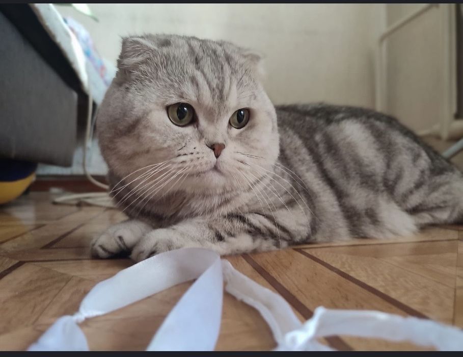 Продаются красивые котята