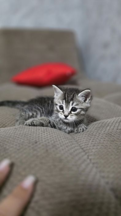 Продам котенка мальчик 2 месяца
