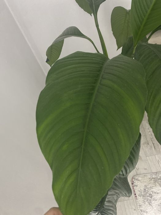 Женское счастье Сенсация