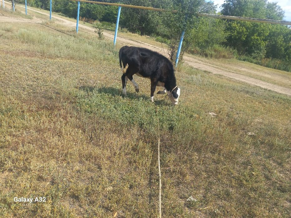 Бузау сатылады Бейбитшилик ауылында