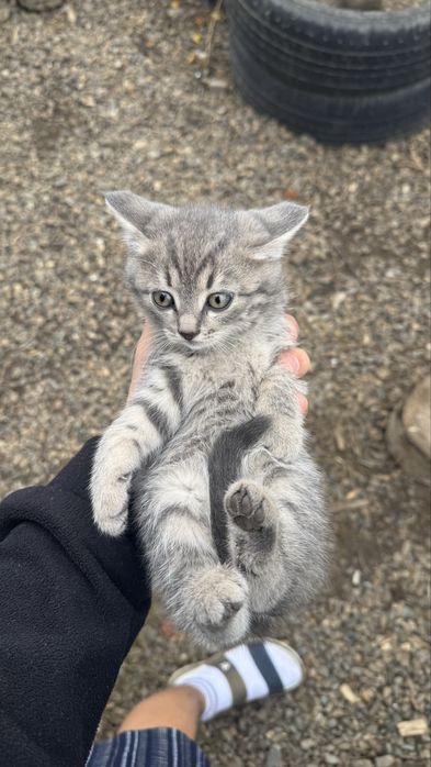 Котята 1,5 месяцев
